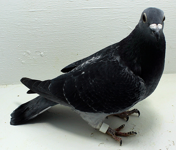 Band: 6822 IPB B 2025